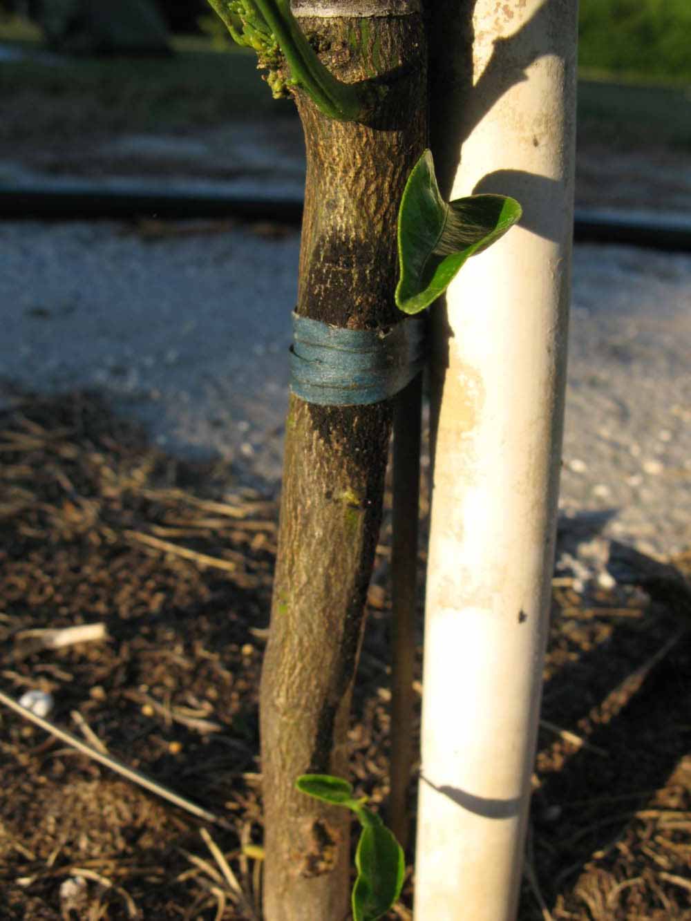              Bark (Winter Haven, FL)       